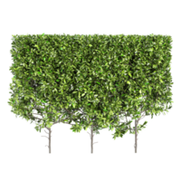 3d Rendering Of Grecian bay trees on Transparent Canvas png