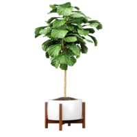 Collection of Fiddle-leaf fig in pot isolated on transparent Canvas png