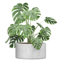 3d rendering of Swiss cheese plant in pot isolated on transparent Canvas png