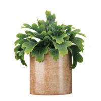 3d Rendering Of Indoor Plant in pot With Transparent Canvas png