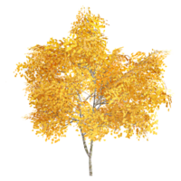 3d rendering of Tilia tree isolated on transparent Canvas png