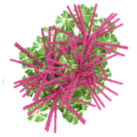 Collection of Amaranthus caudatus plant isolated on transparent Canvas from the top view png