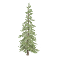 3d rendering of Fir tree isolated on transparent Canvas png