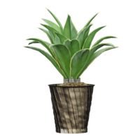 3d rendering of Agave chiapensis in pot isolated on transparent Canvas png