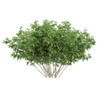 3d rendering of Korean Stewartia tree isolated on transparent Canvas png