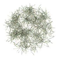 3d rendering of Green grass isolated on transparent Canvas from top view png