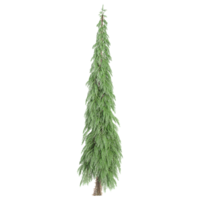 3d rendering of pine tree isolated on transparent Canvas png