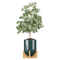 3d rendering of Weeping fig plant in pot isolated on transparent Canvas png