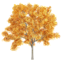 3d rendering of Fraxinus tree isolated on transparent Canvas png