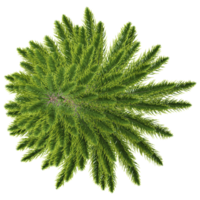 collection of fir tree with realistic style from top view png
