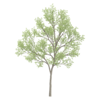 collection of Eucalyptus tree with realistic style png
