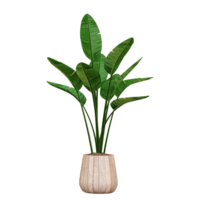 3d rendering of Banana leaf in pot isolated on transparent Canvas png