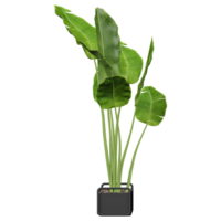 3d rendering of Strelitzia nicolai plant in black Planter Box isolated on transparent Canvas png