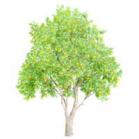 Collection of citrus sinensis plant isolated on transparent Canvas png