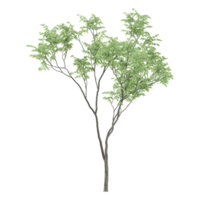 3d illustration of Eucalyptus tree isolated on transparent canvas png