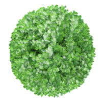 3d illustration of Commo Yew trees isolated on transparent canvas from top view png