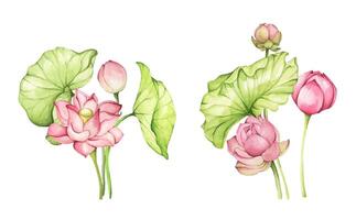 Pink Lotus flowers and leaves. Watercolor illustration. Set of compositions with lotus. Chinese water lily. Design for the design of invitations, fabrics and other items. vector
