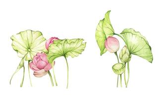 Set of compositions with lotus. Watercolor illustration. Chinese water lily. Design for the design of invitations, fabrics and other items. vector
