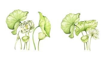 White Lotus flowers. Watercolor illustration. Set of compositions with lotus. Chinese water lily. Design for the design of invitations, fabrics and other items. vector