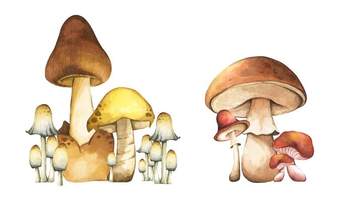 mushroom　0102 ♡ A vintage illustration showing thanksgiving mushroom