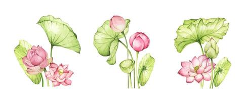 Watercolor painting of Pink Lotus flowers. Set of compositions with lotus. Chinese water lily. Design for the design of invitations, fabrics and other items. vector