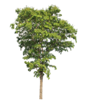 Isolated single tree with clipping path and alpha channel on a transparent picture background. png