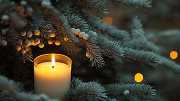 Close up of a candle in a spruce tree with berries photo