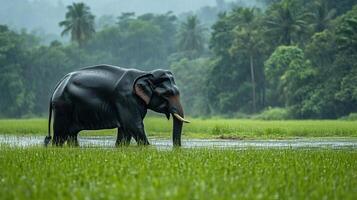 Wildlife photography of Indian elephant, panoramic view photo
