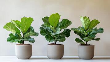 A Fiddle Leaf Fig or Ficus lyrata indoor potted photo