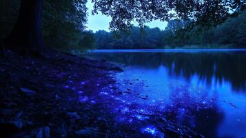 Bioluminescence nature night photo