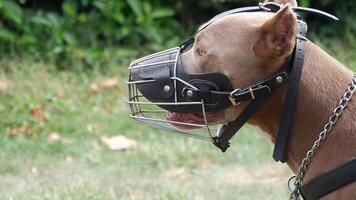 A dog in a muzzle enjoys a green outdoor setting, highlighting its obedient and friendly nature video
