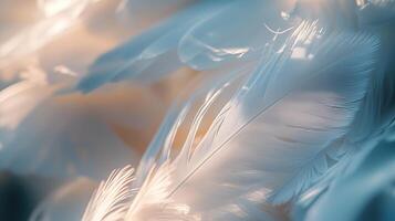 Soft, white feathers in close-up photo