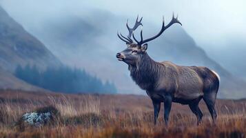 Majestic Red Deer Stag in the Scottish Highlands photo