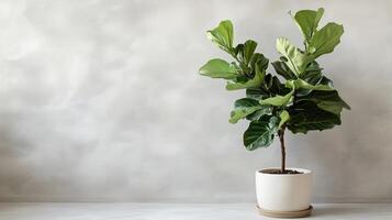 A Fiddle Leaf Fig or Ficus lyrata indoor potted photo