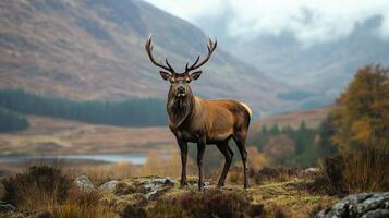 Majestic Red Deer Stag in the Scottish Highlands photo