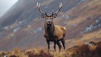 Majestic Red Deer Stag in the Scottish Highlands photo