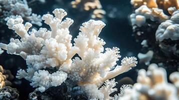 A close up of a bunch of white and black coral photo
