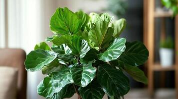 A Fiddle Leaf Fig or Ficus lyrata indoor potted photo