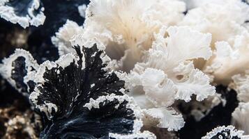 A close up of a bunch of white and black coral photo