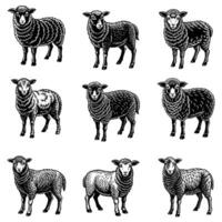 The World of Wool Sheep and Their Story vector