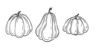 set of pumpkins of different shapes. Line drawing of pumpkin vegetables in doodle style. Theme of harvest, autumn menu. Black and white illustration for design and decoration. vector