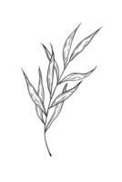 illustration twig with leaves. Hand drawn picture isolated on white background, single element. Botanical linear drawing, doodle style. vector