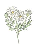 composition with chamomile flowers and green plants. Botanical color illustration of a bouquet of daisy buds and greenery, herbs. Design of greeting cards, invitations. vector