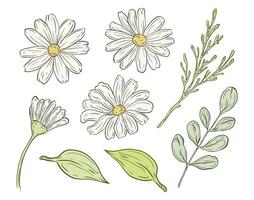 set of chamomile flowers and greenery, leaves and branches. Colored Illustrations of daisy buds and foliage for composition and design. Spring and summer theme, festive decoration. vector