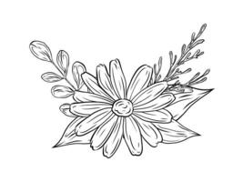 bouquet with chamomile and greenery, branches and leaves. Illustration, linear drawing, black and white hand-drawn graphics. vector