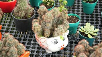 Many different types of cactus plants in pots video