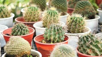 Many different types of cactus plants in pots video
