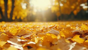 Yellow leaves maple falling to down covered soil in autumn nature background photo