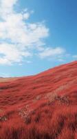 Red grass on hill and blue-sky view with clouds nature environment photo