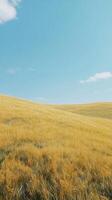 Hills with yellow grass field with blue sky story background photo